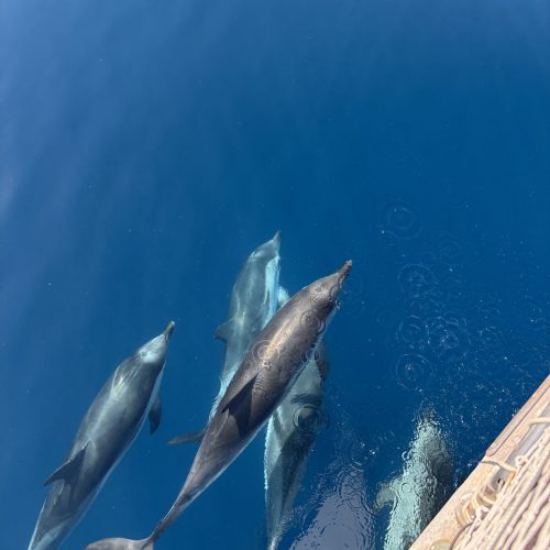 Plötzlich waren sie überall.
Vor uns.
Neben uns.
Hinter uns.
Wir konnten die Delphine nicht einmal zählen.
Mehrere spielten direkt in unserer Bugwelle und begleiteten uns über längere Zeit.
💙 Genau für solche Begegnungen haben wir unser Haus verkauft und sind losgesegelt.